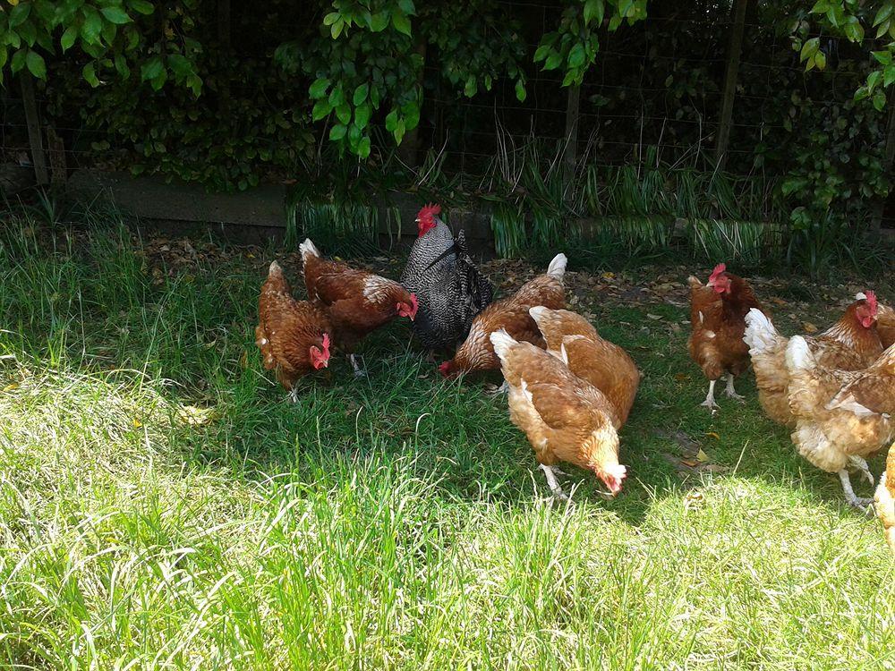 Runciman Berries And Emus B&B Ramarama Extérieur photo