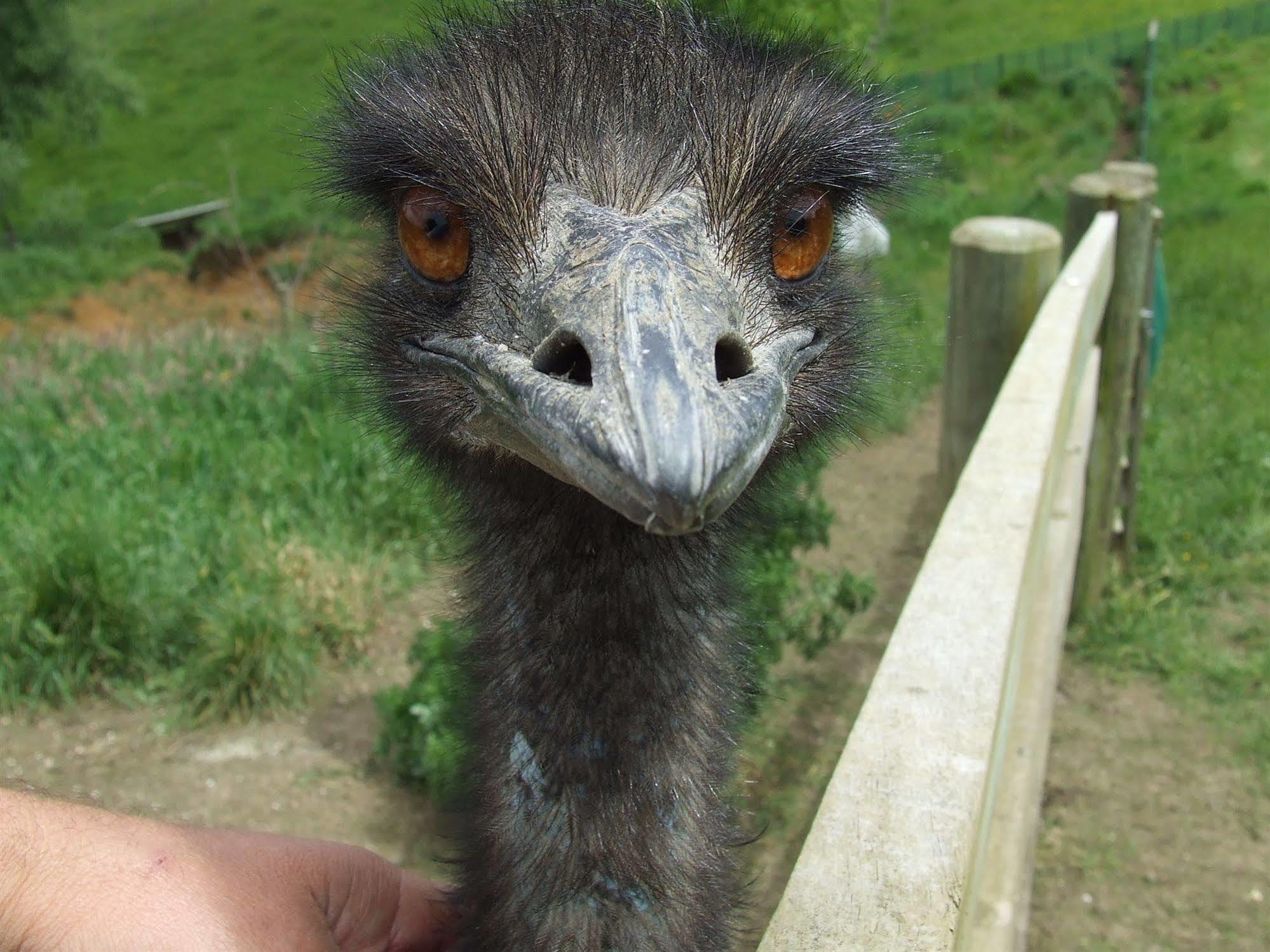 Runciman Berries And Emus B&B Ramarama Extérieur photo