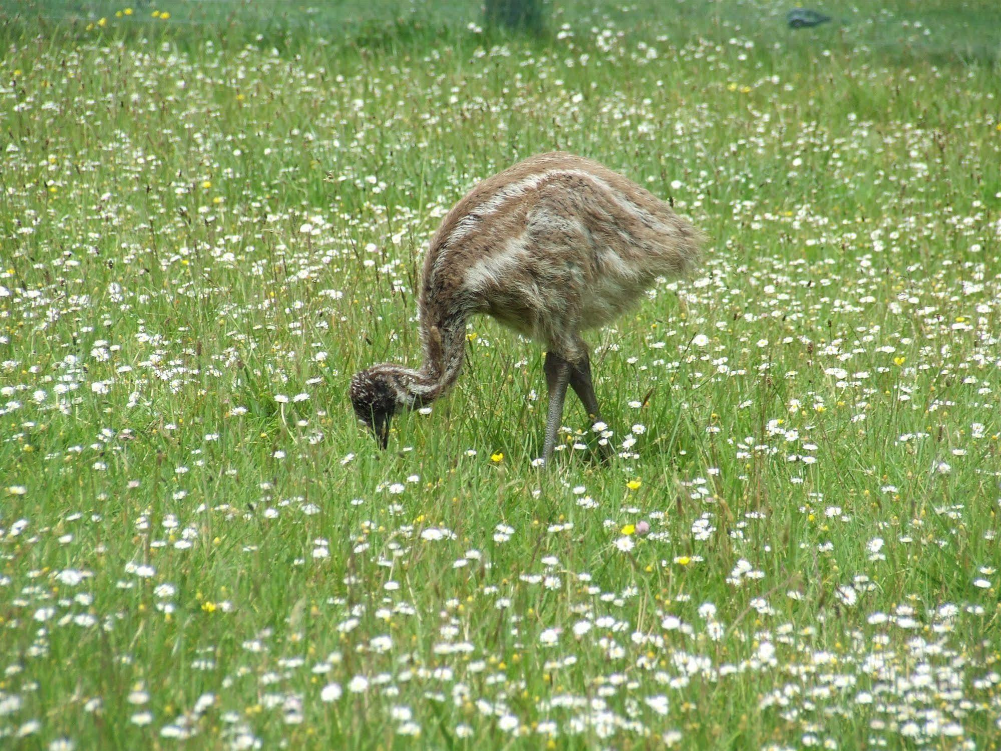 Runciman Berries And Emus B&B Ramarama Extérieur photo